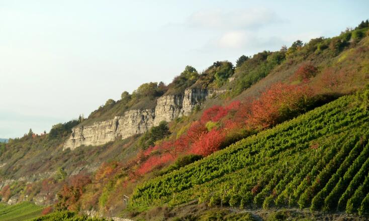 Muschelkalkfelsen und Weinreben am Tiertalberg