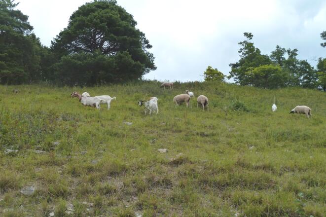 Schafbeweidung auf dem Tiertalberg