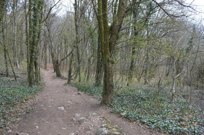 Rückweg durch den Buchenmischwald (FFH- und Natura 2000-Vogelschutzgebiet)