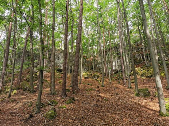 Buchenmischwald