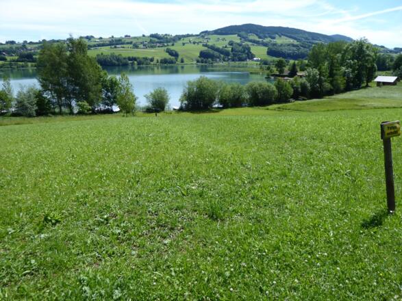 Der Wanderweg zwischen Mondsee und Zell am Moos