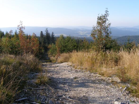 Auf den letzten Metern des Anstiegs zum Dreisessel gestattet die lichte Vegetation weite Ausblicke.
