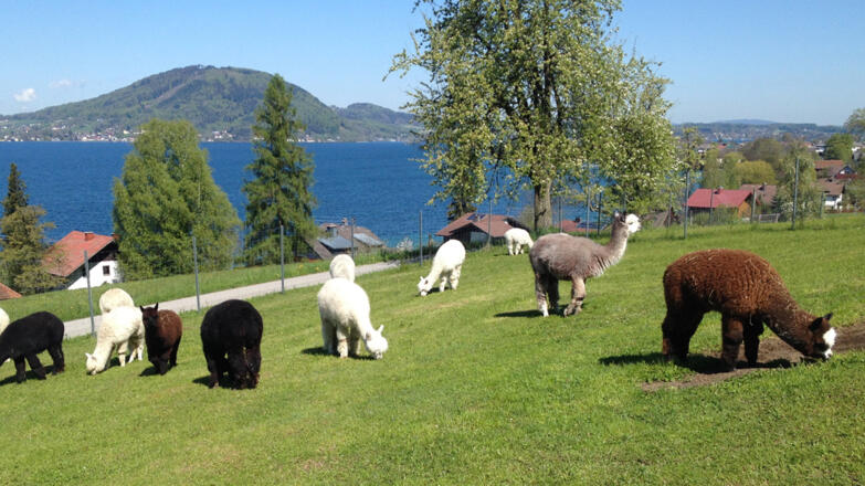 Alpakas im Steinbach