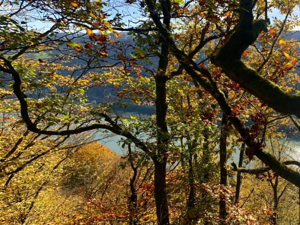 Blick ins Tal auf die Donau vor Schlögen