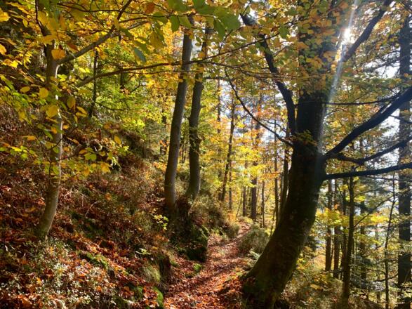 Der Wanderweg am Ausgang des Katzbachgrabens
