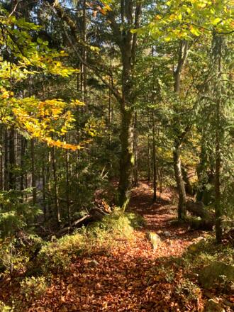 Am Wanderweg von der Ruine Haichenbach ins Tal nach Au
