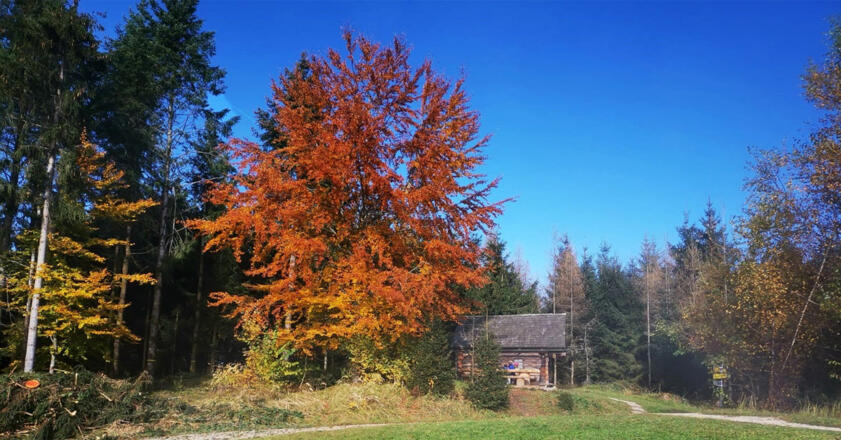 Salzkammergut Wanderweg im Attersee im Herbst