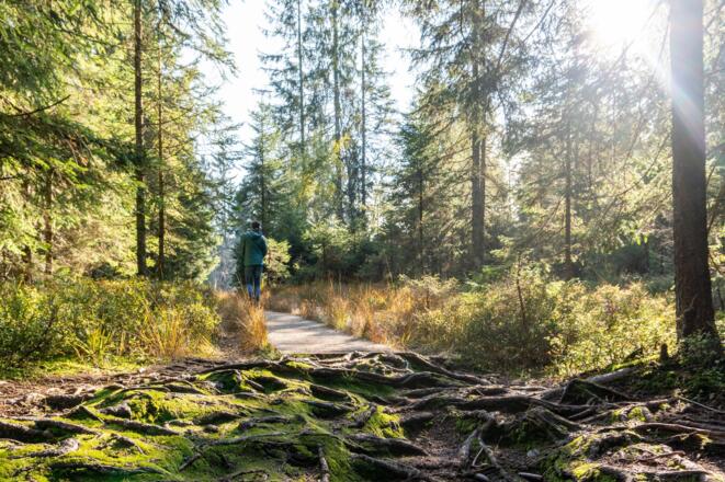 Herbststimmung im Hochmoor Fohramoos am Bödele