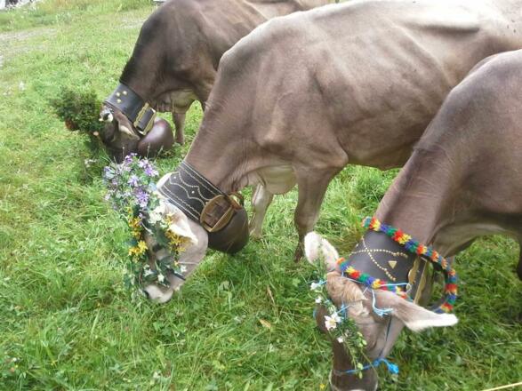 Almabtrieb Alpe Nova