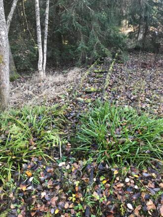 Gleise der Waldbahn