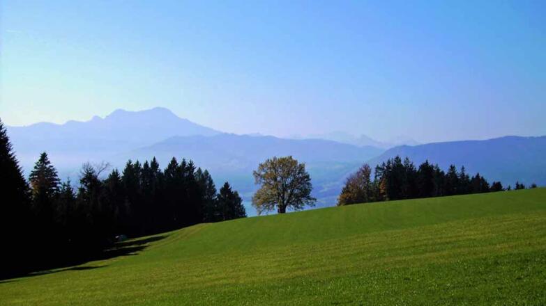 Der Wanderweg zwischen Weyregg und Seewalchen