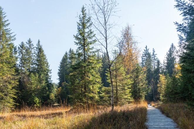 Hochmoor Fohramoos am Bödele