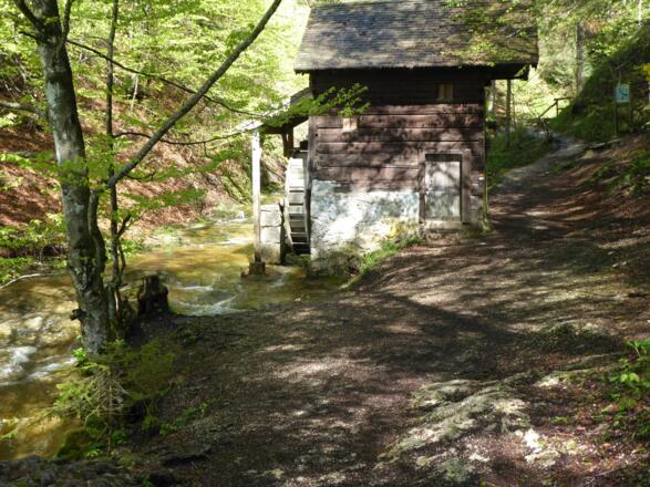 Der Wanderweg im Wald