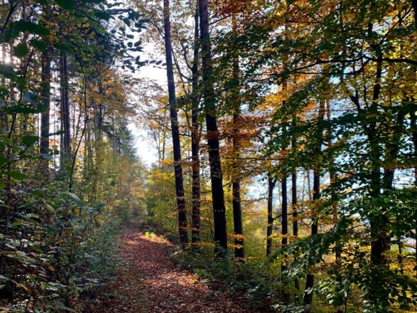 Donausteig am östlichen Abhang des Bockbachgrabens