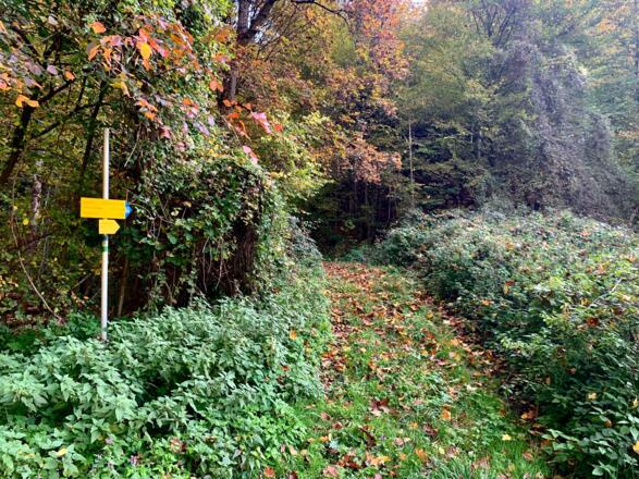 Am Beginn des steilen Aufstieges in Niederranna