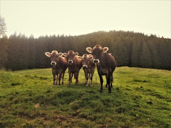 unsere Rinder "Schumpen"