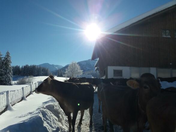 Winter Kühe