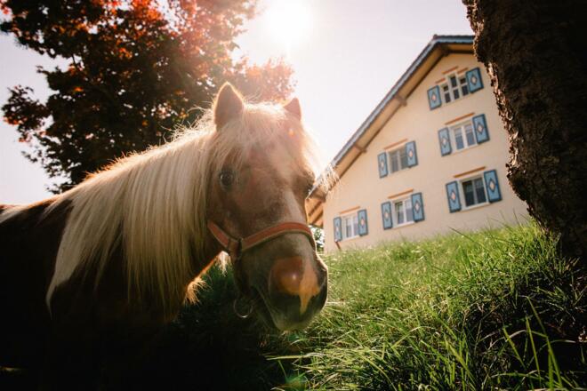 Pony Tony freut sich auf Streicheleinheiten