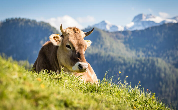 Braunvieh auf der Wasserfallalm