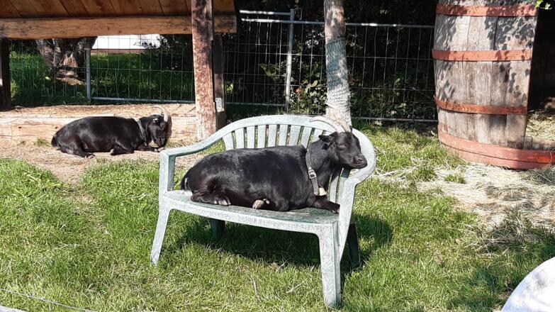 Ziegen Vroni und Leni