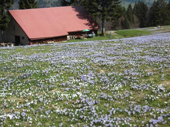 Krokusblüte am Hündle