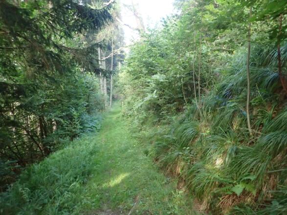 Angenehmer Wiesenpfad