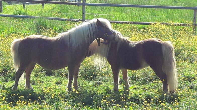Prinz Poldi und Sofie