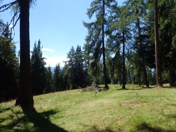 Gipfelwiese