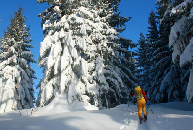 Im Waldbereich am südlichen Gipfelrücken