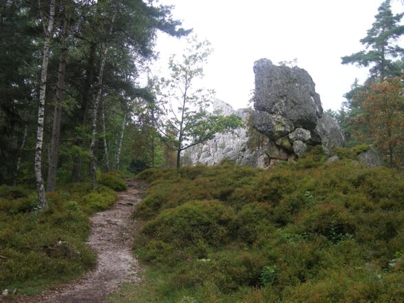 Schmaler Pfad durch niedriges Heidelbeergebüsch.
