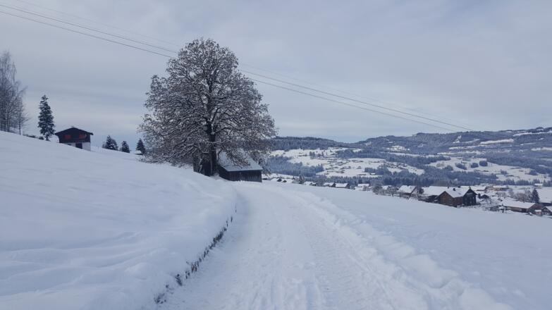 Winterwanderweg in Tannen