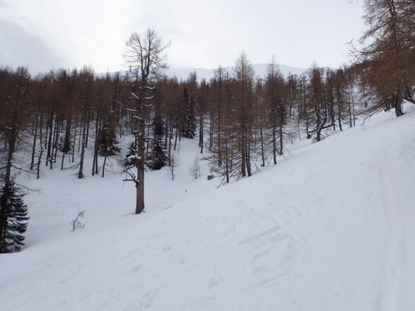 Nach dem dichten Waldstück