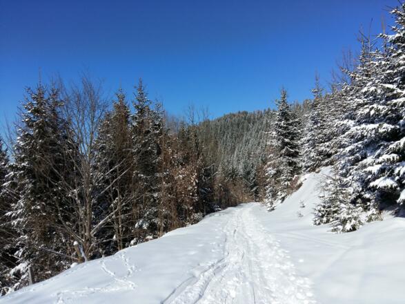 Schneeschuhtour - Gschwendtalm-Gamsstein