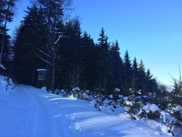 Schneeschuhwandern am Glasenberg