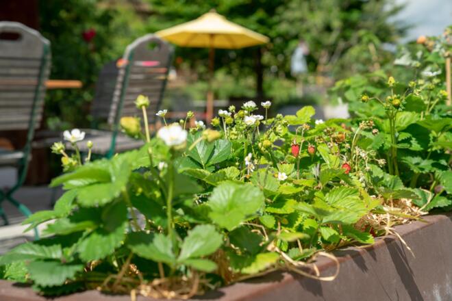 Gauahof - Naschgarten