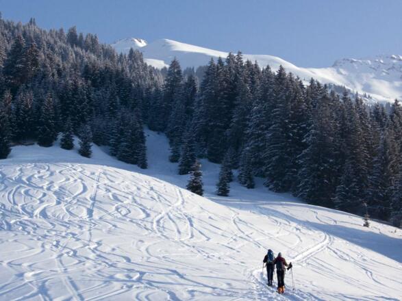 Der Aufstieg von Lähn zum Pfuitjöchle führt bald durch einen Waldgürtel.