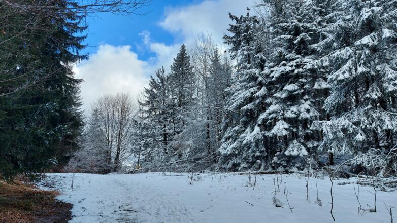 Winterwanderung Hohe Dirn - Losenstein