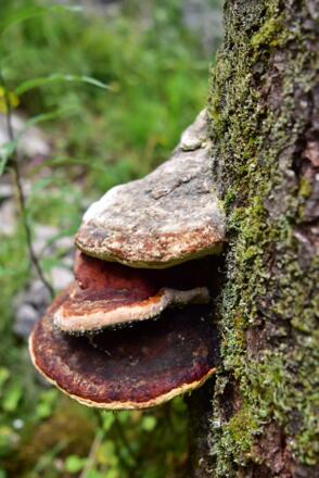 Tour_Neue_Traunsteiner_Huette_12