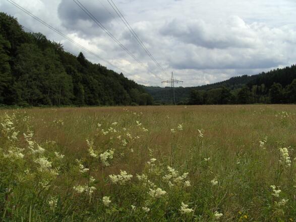 Das Naturschutzgebiet "Altenauer Seewiesen".