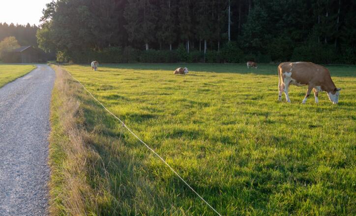 Kuhweide auf dem Weg nach Hartpenning