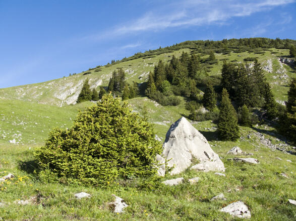 Die Gipfehänge des Simetsbergs