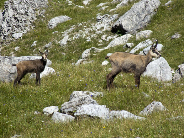 ... und einen Besuch im Revier der Gämsen.