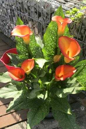 G06 Blumenpracht IMG_6473