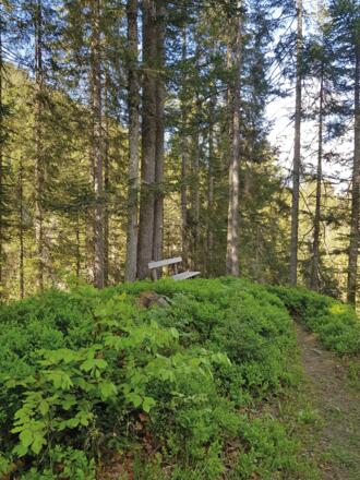 Zur Ruhe kommen im Hochmoor Tiefenwald