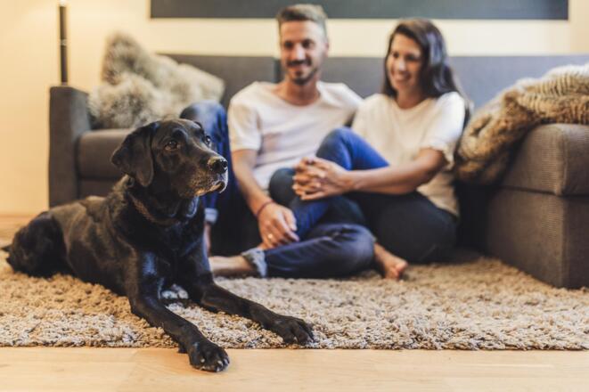 Johanna´s Hundekinder-Support