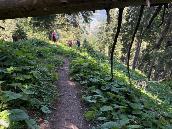 Beim Abstieg durch‘s Unterholz
