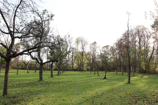 Apfelbäume im Obstgarten