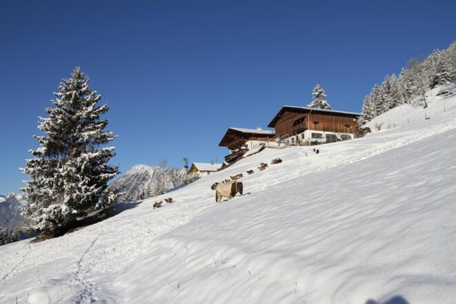 Bergbauernhof Burkert