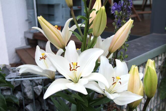 Lilien IMG_4082