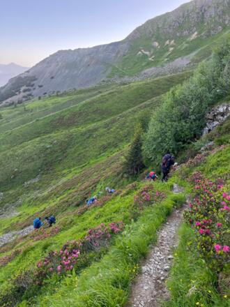Querung im Westhang des Schwarzhorns -Alpenrosenidylle